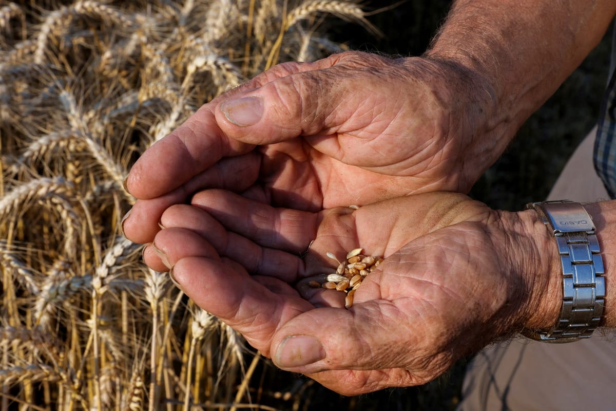 World food prices ease marginally in August, says UN FAO